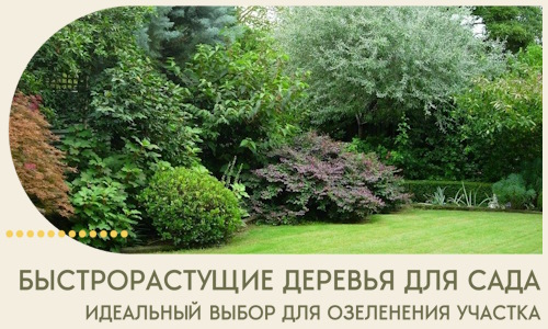 Быстрорастущие деревья для сада идеальный выбор в Минусинске