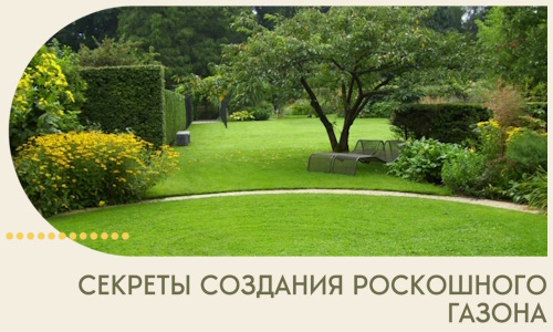 Секреты создания роскошного газона в Минусинске